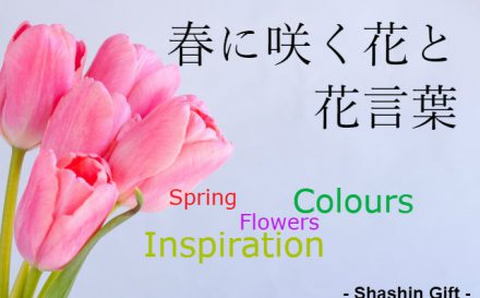 春に咲く花　花言葉