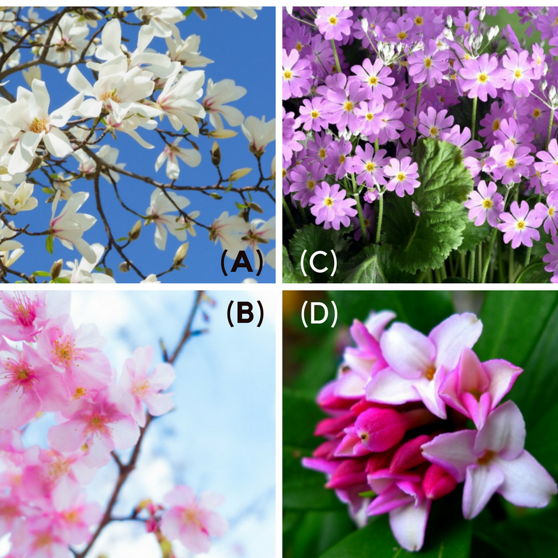 春に咲く花と花言葉 Shashin Gift Blog